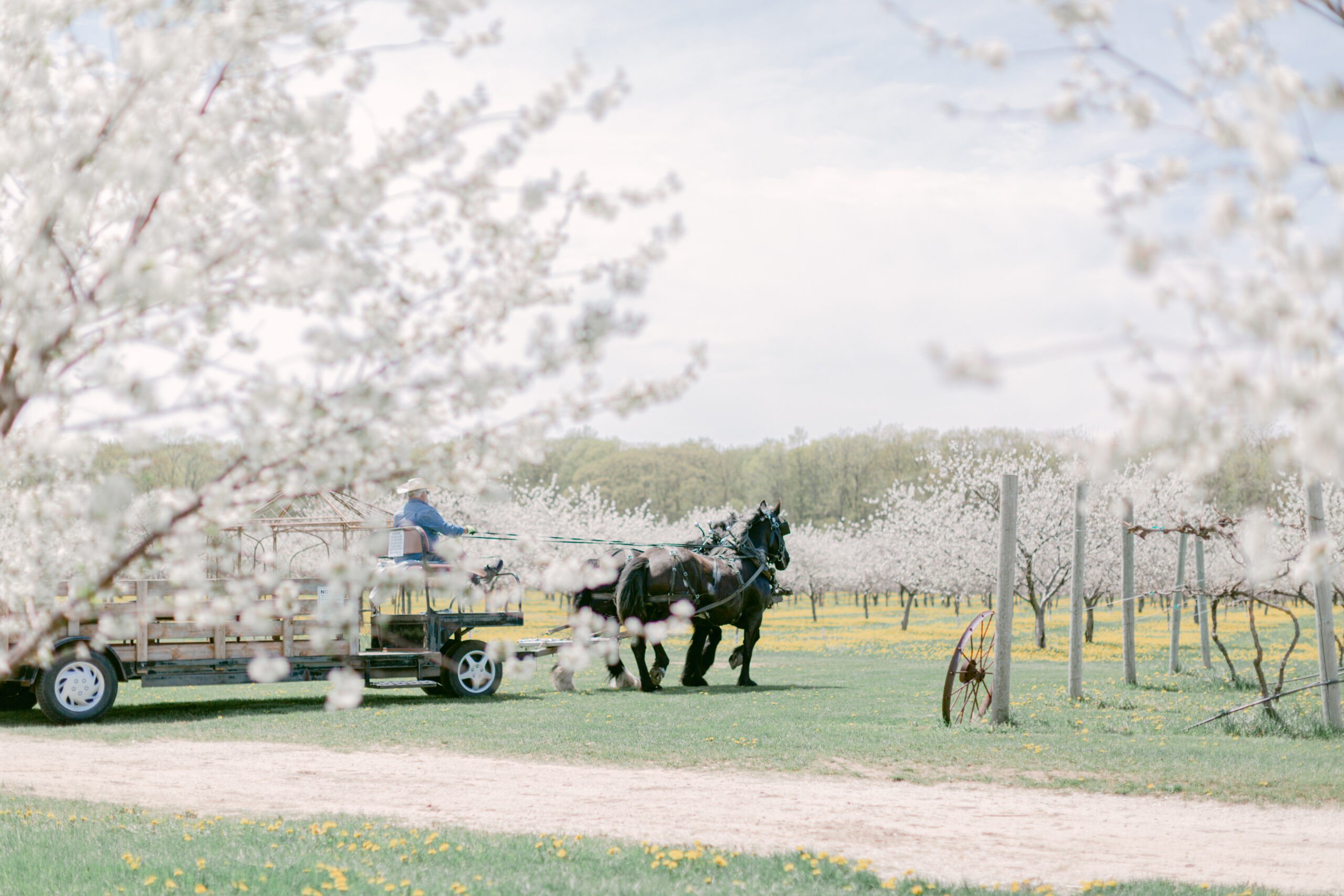 horse-drawn wagon ride at Lautenbach's Orchard Country Winery & Market during cherry blossom peak season in the springtime. Door County Travel Guide