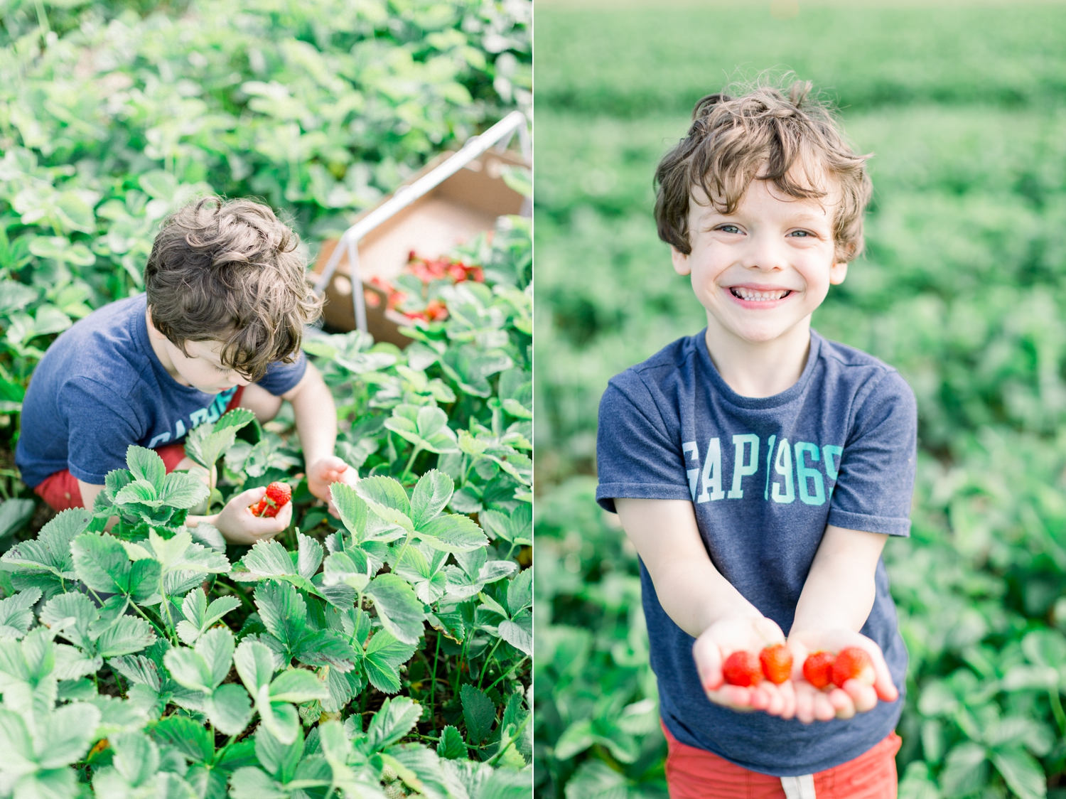 Strawberry Picking at Wilfert Farms The Helgesons
