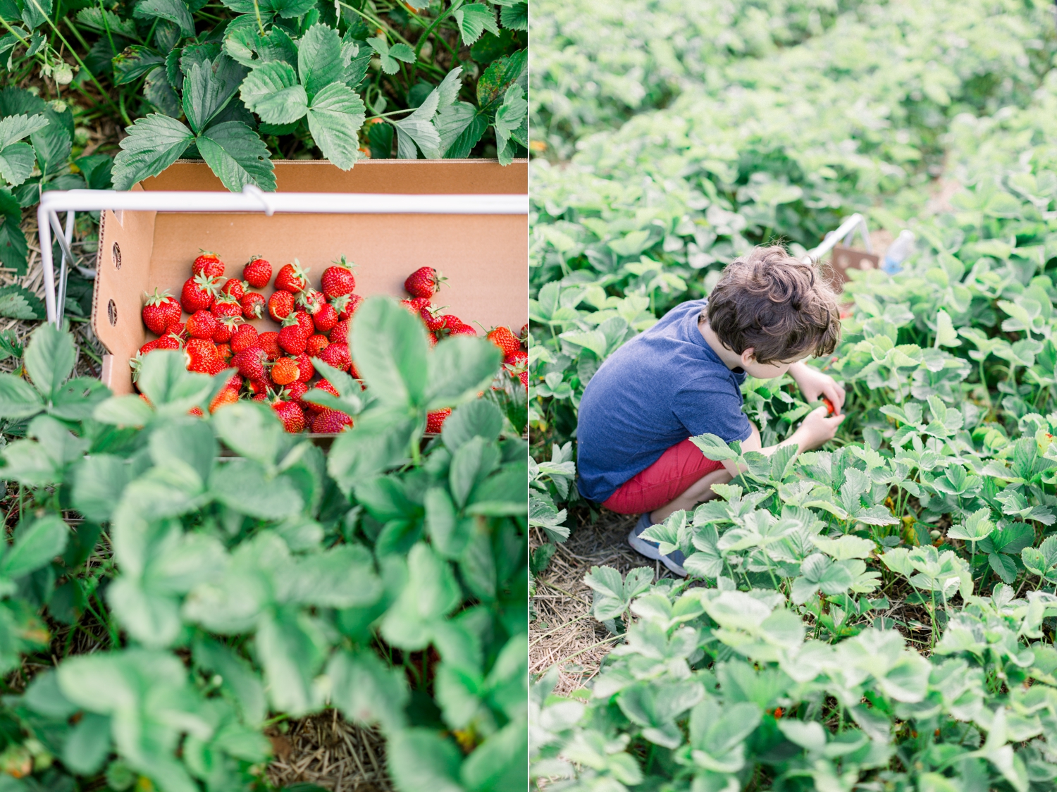 Strawberry Picking at Wilfert Farms The Helgesons