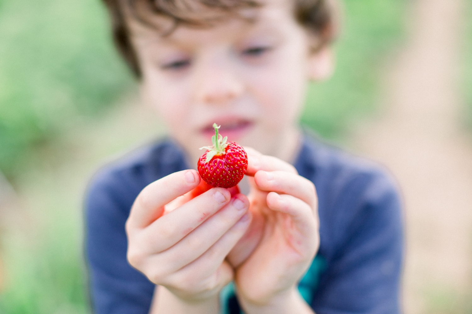 Cover photo for blog post about strawberry picking at Wilfert Farms in Wisconsin.