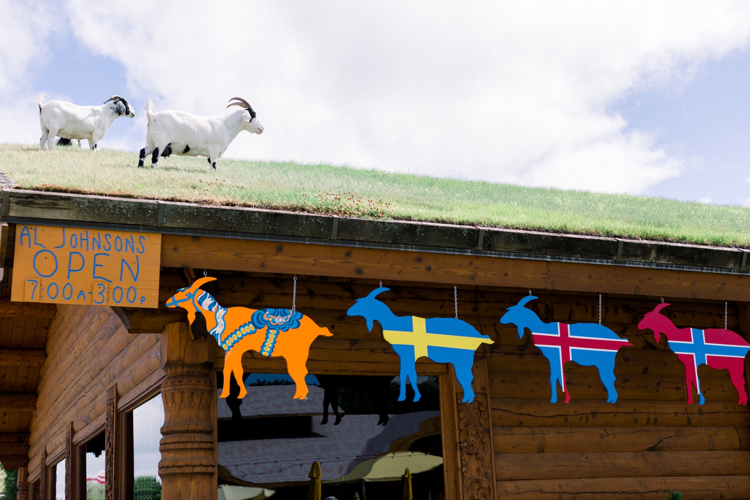 Goats grazing on the roof of Al Johnson's restaurant in Sister Bay. Door County Travel Guide recommendation.