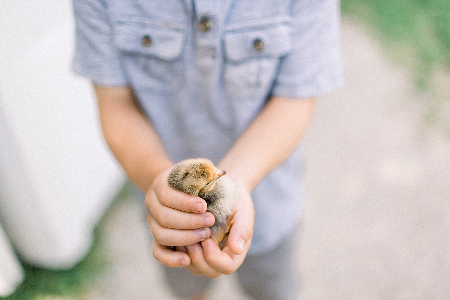 small child holding a baby chick at The Farm in Sturgeon Bay, Door County Travel Guide