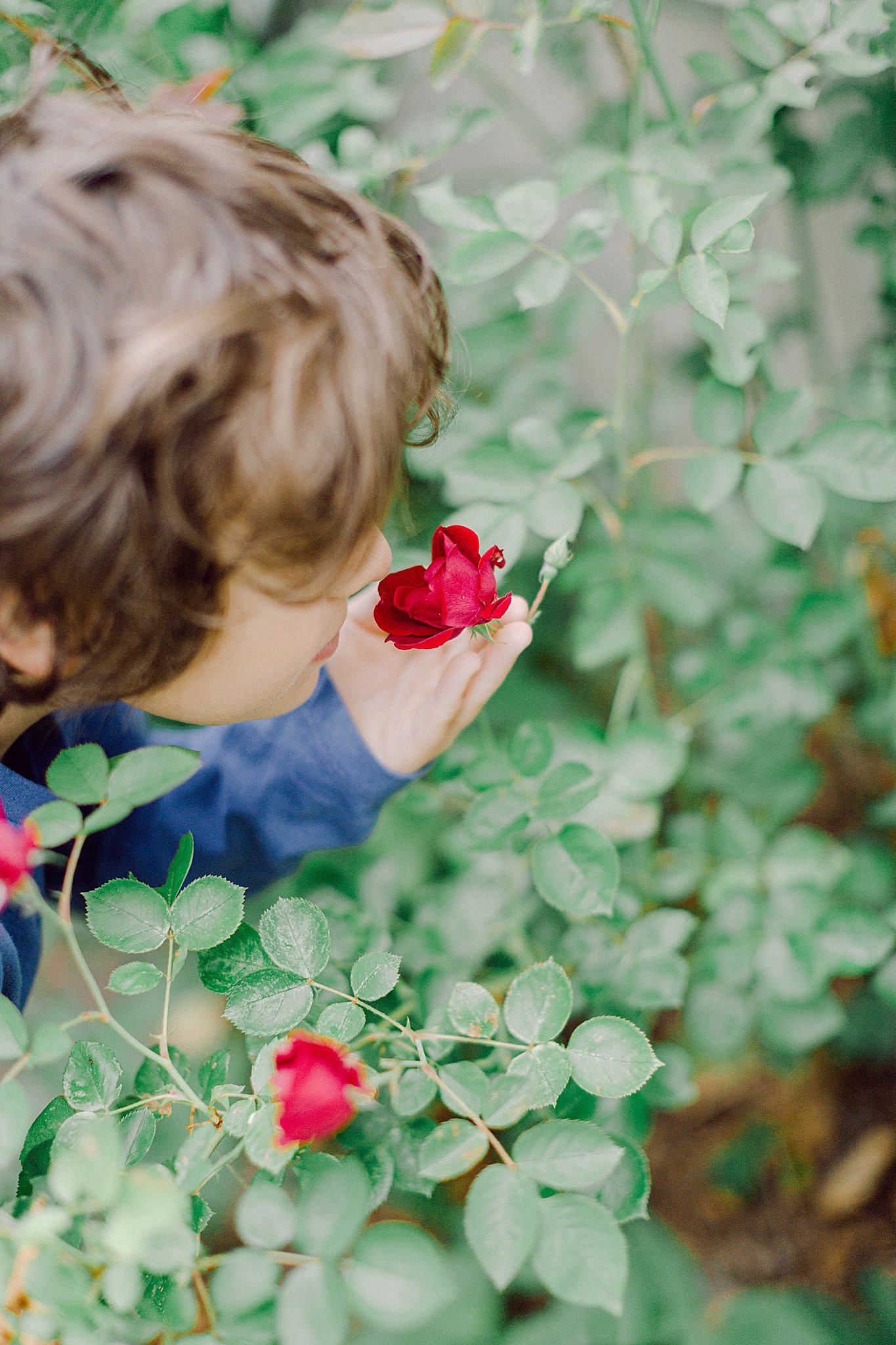 child smelling a rose while picking roses for their Natural Benefits Using Plants from the garden