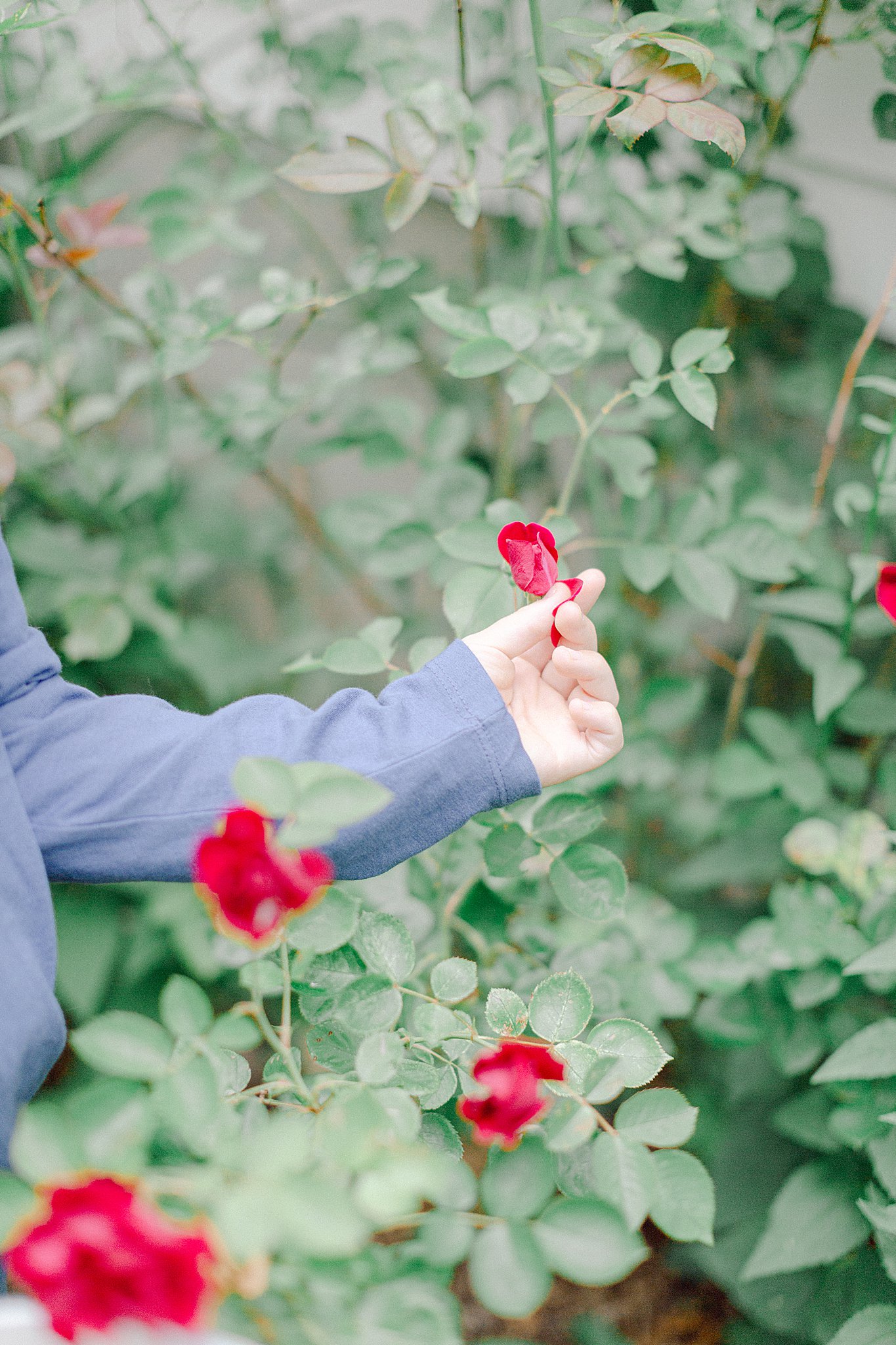 child holding a rose in his hand while picking roses for their Natural Benefits Using Plants from the garden