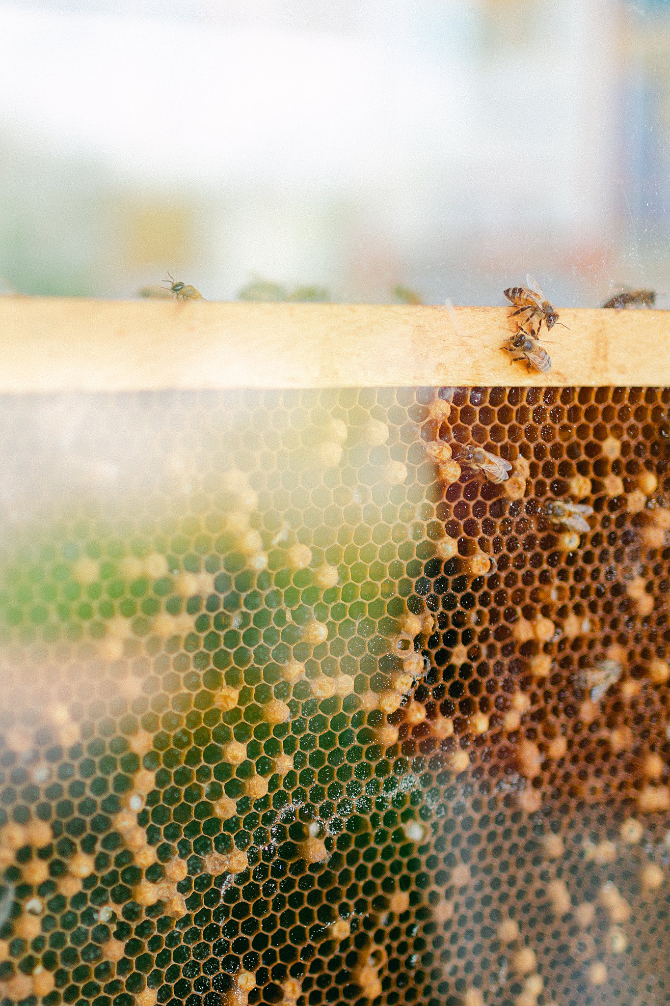 Looking for the Queen Bee in the hive at the Honey Harvest at Crossroads