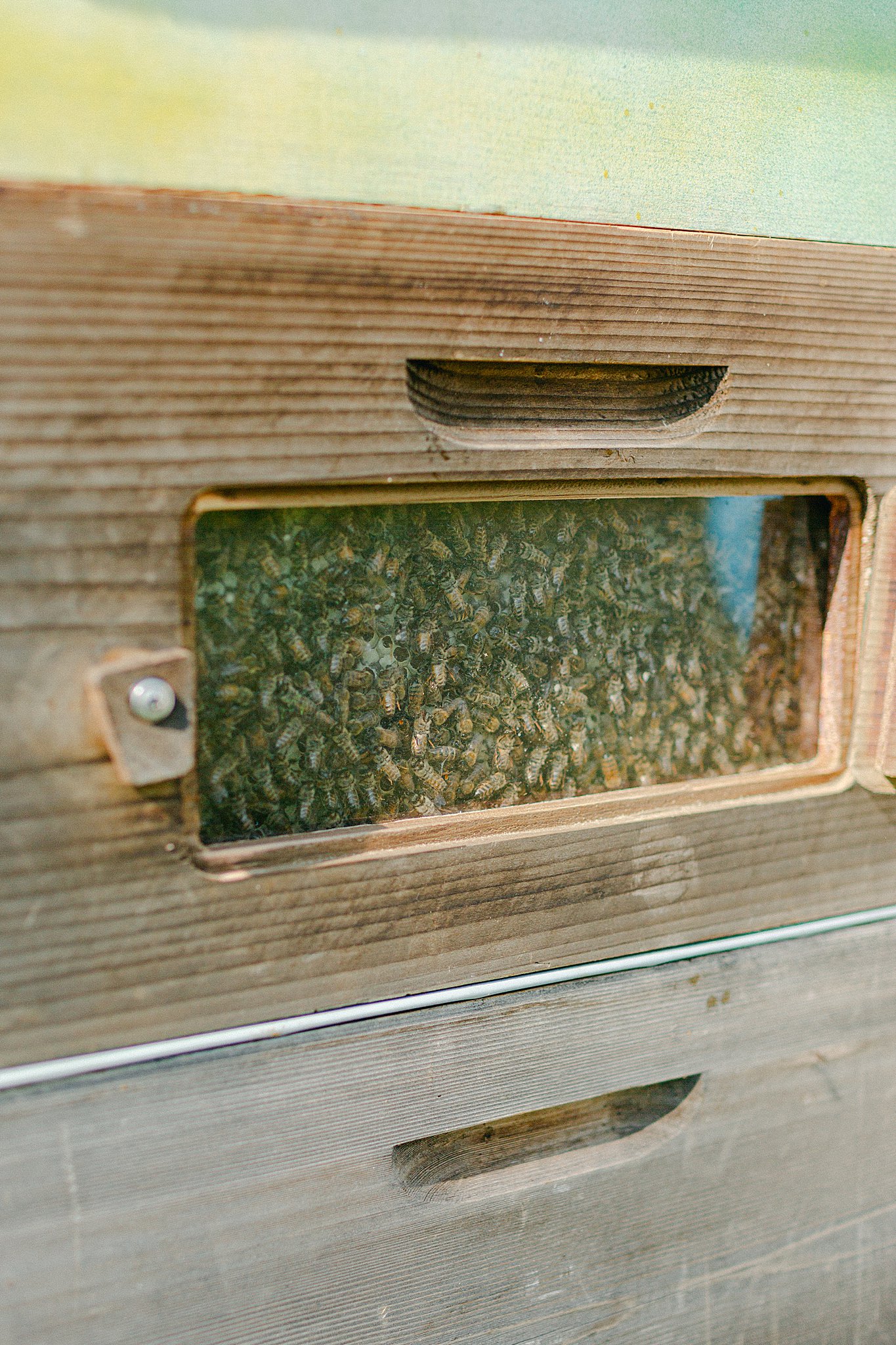 Bees up close and personal in the hive at the Honey Harvest at Crossroads