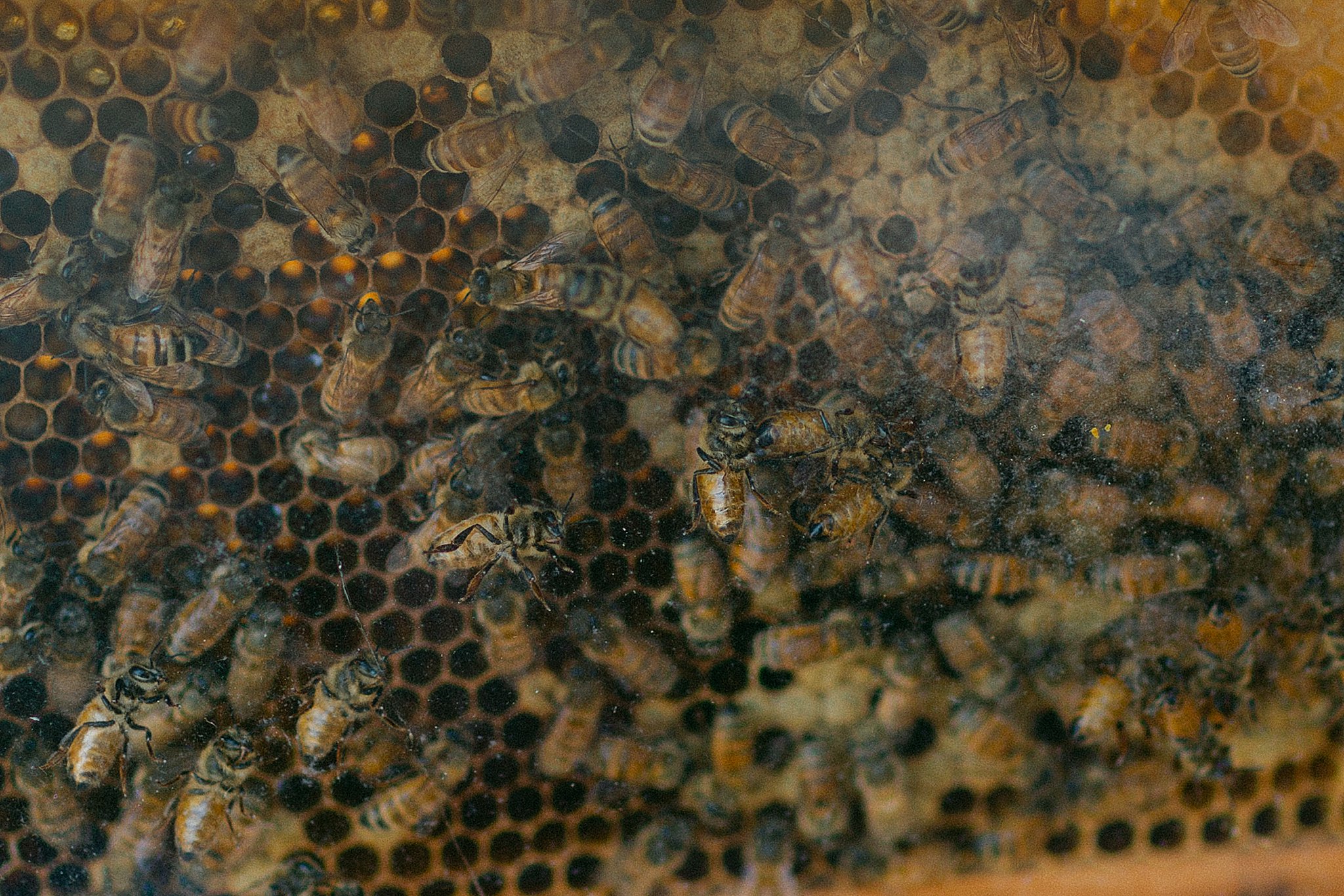 Close up of bees in the hive at the Honey Harvest at Crossroads